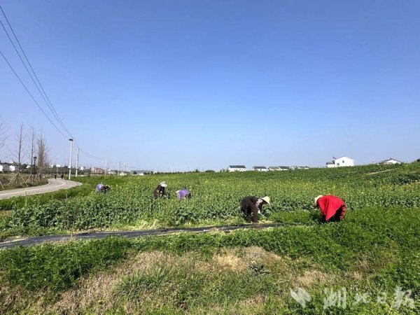 以短养长、粮果双赢！宜都千亩香柚园里的“春耕智慧”