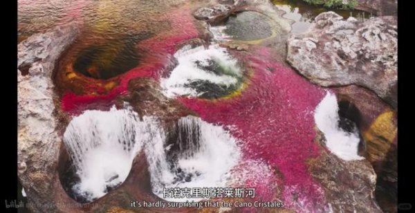 未来几年生存法则：苔藓思维、雪莲思维、蒲公英思维
